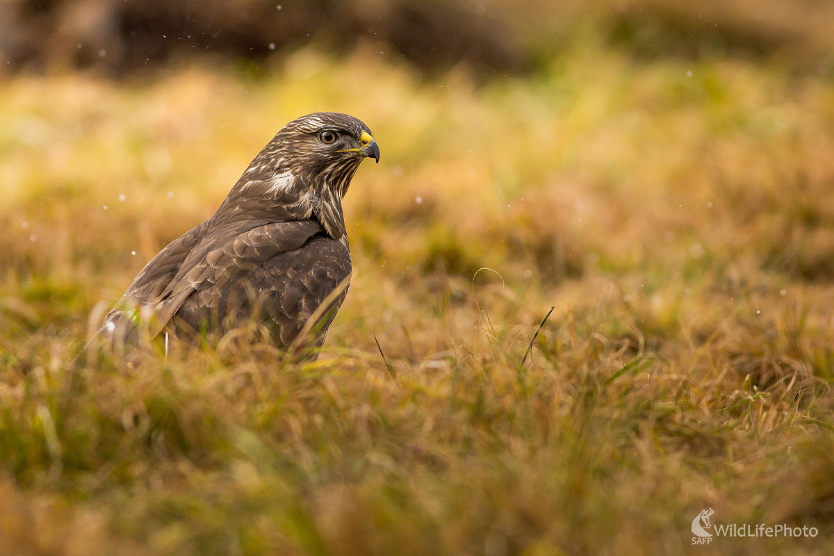 Myšiak hôrny (Ladislav Dzivjak)