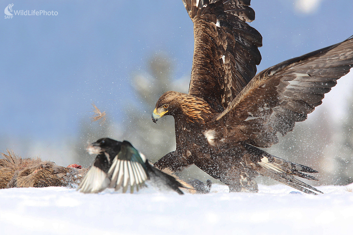 Prílet (Dominik Kalata)