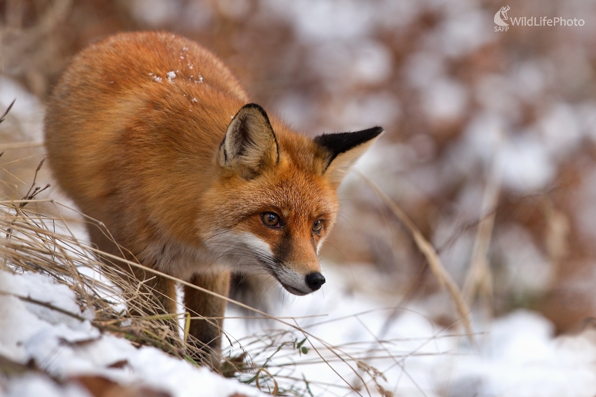 Chvíľa sústredenia (František Hromada)