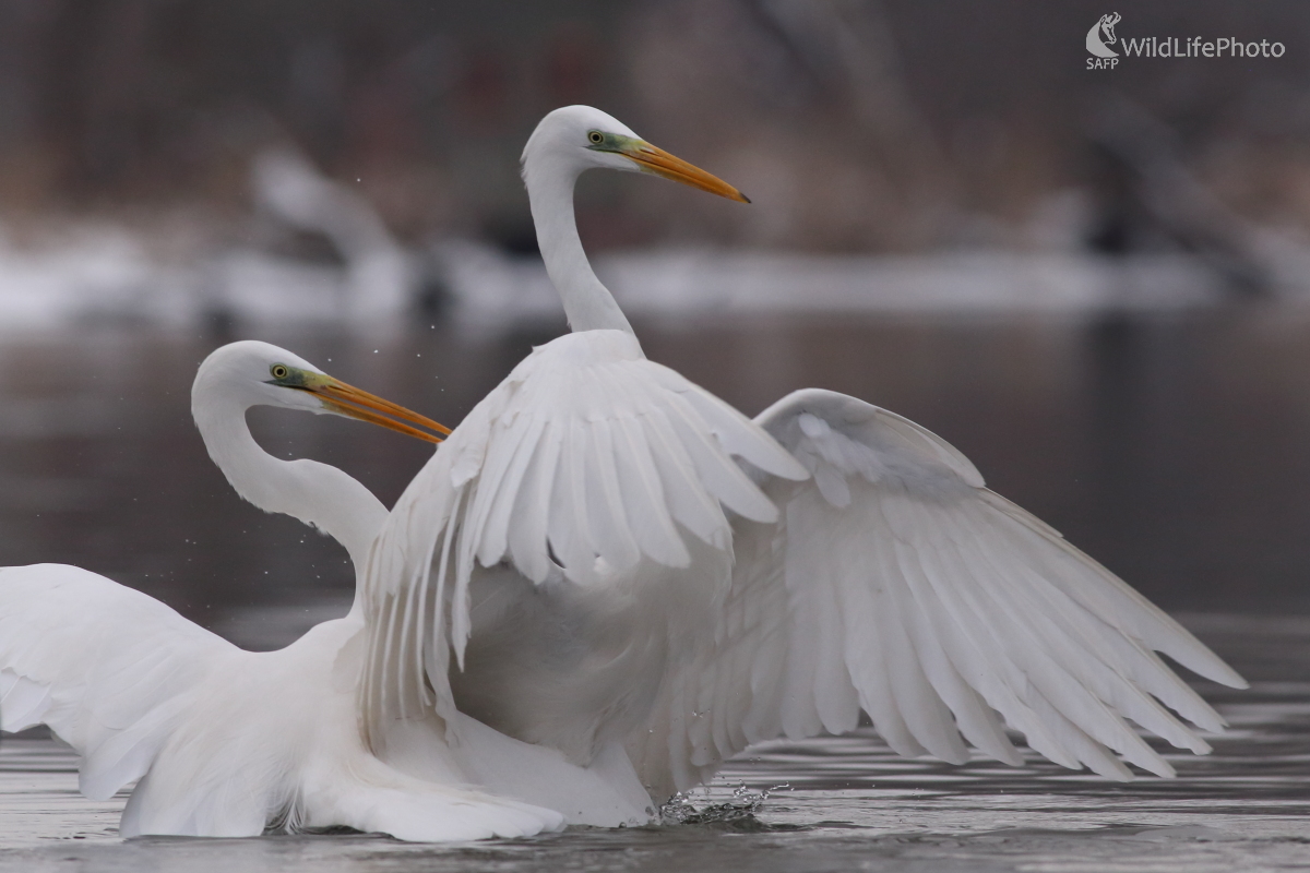 Tanec, alebo súboj? (Jaroslav Šubjak)