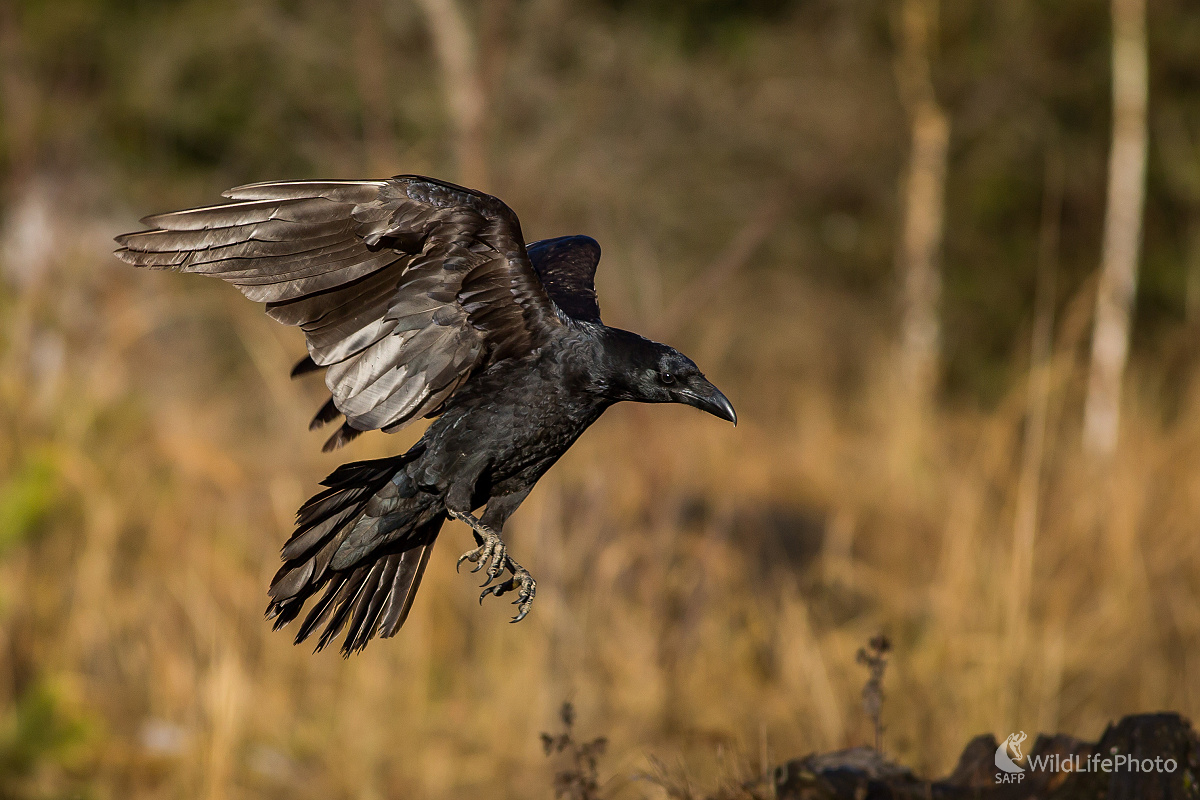 Krkavec (Ladislav Dzivjak)