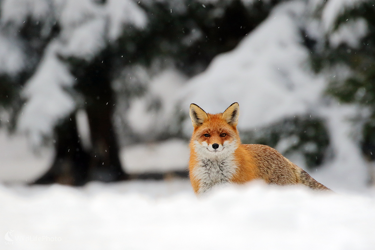 kmotrička (Peter Jurík)