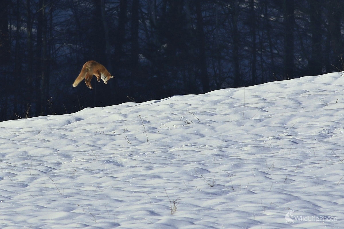 Myškovanie (Maroš Detko)