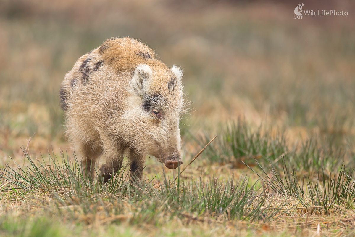 Diviak lesný (Sus scrofa) (Jaroslav Praženka)
