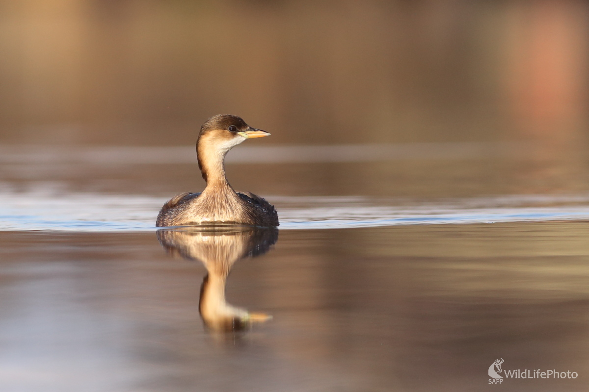 Potápka malá (Jaroslav Šubjak)