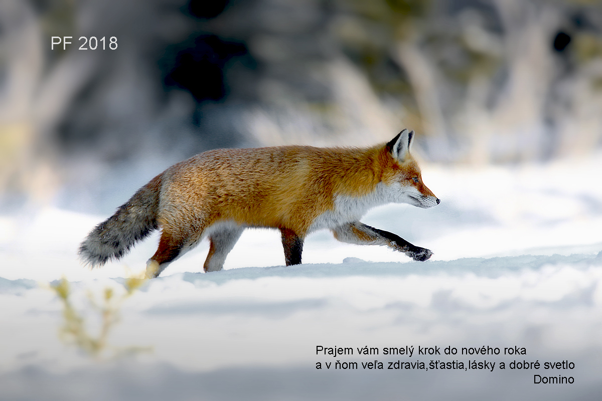 PF 2018 (Dominik Kalata)