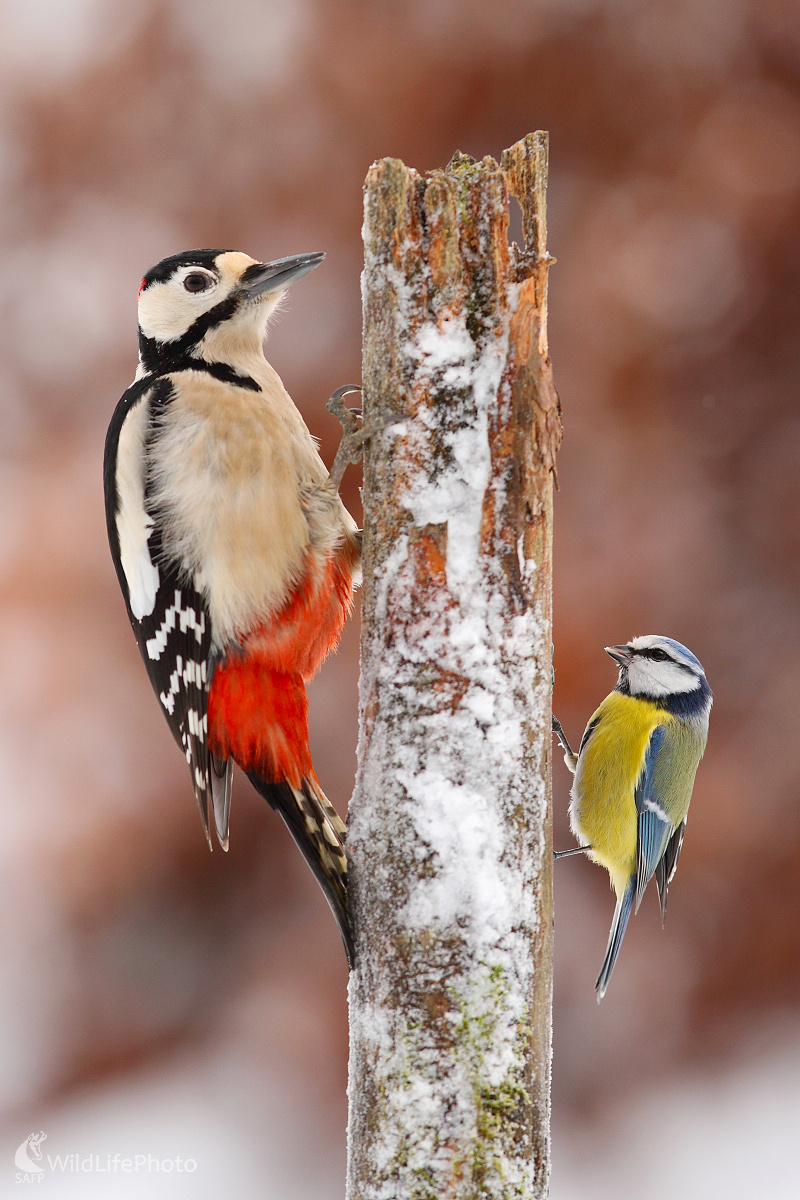 Malý a veľký kamarát ... (Marián Jamrich)