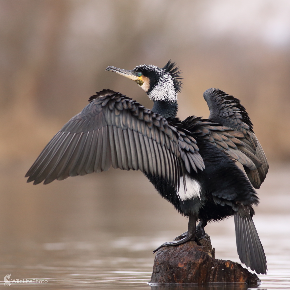 "Pankáč" od Malého Dunaja (Jaroslav Šubjak)