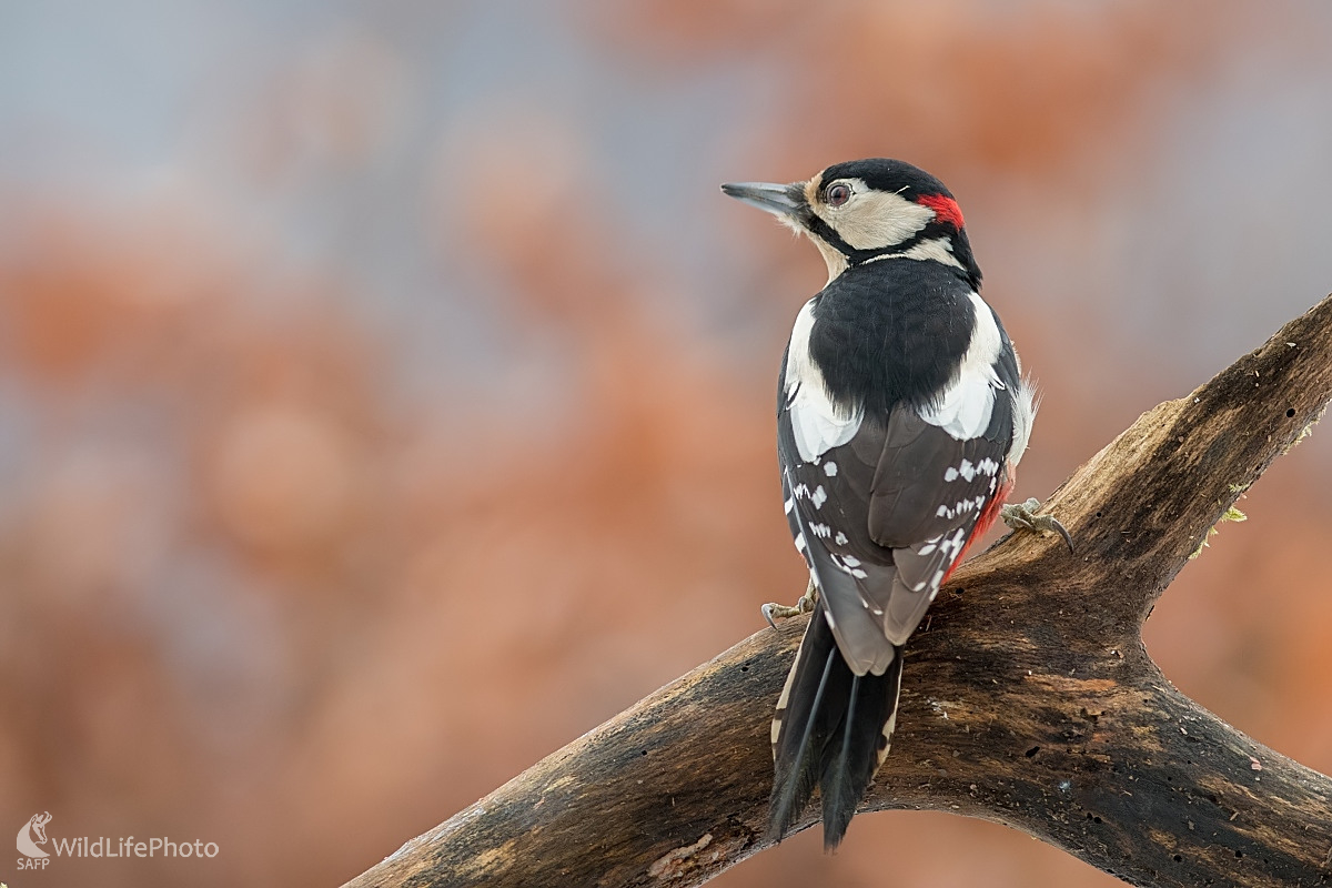 Ďateľ (Ľubomír Ondráško)