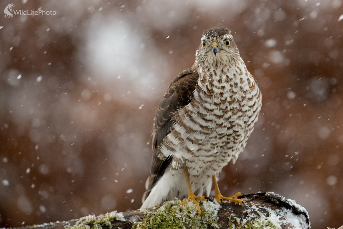 Krahulec (Ľubomír Ondráško)