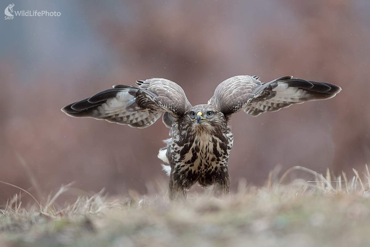 Mládežník (Ľubomír Ondráško)