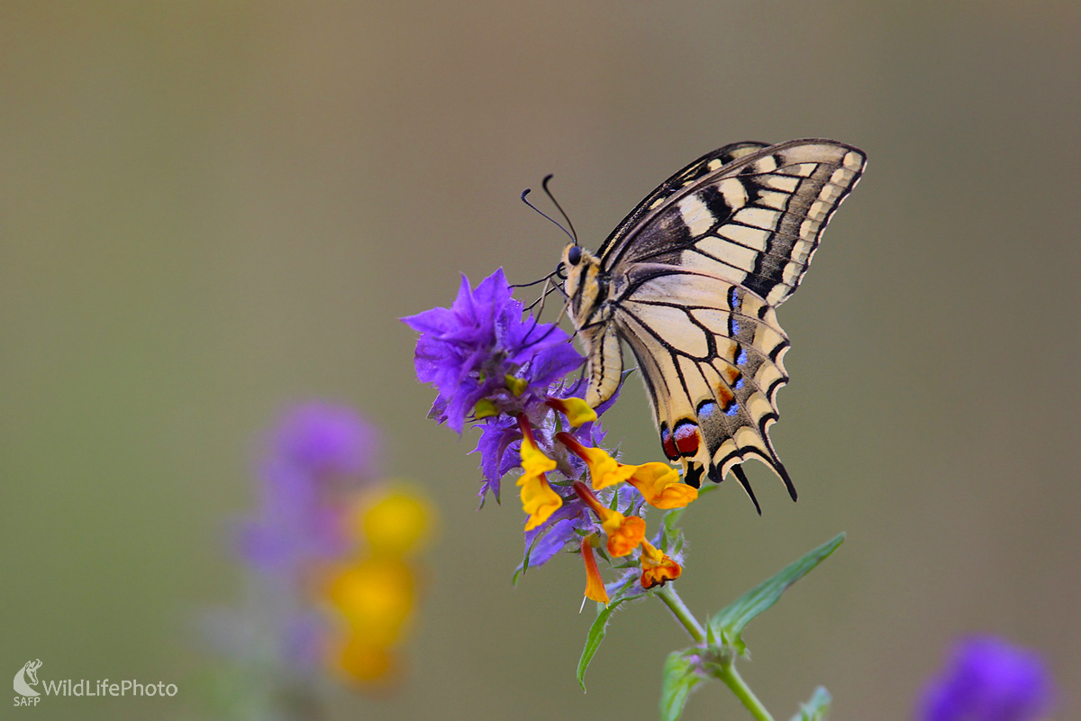 Vidlochvost feniklový (Dominik Kalata)