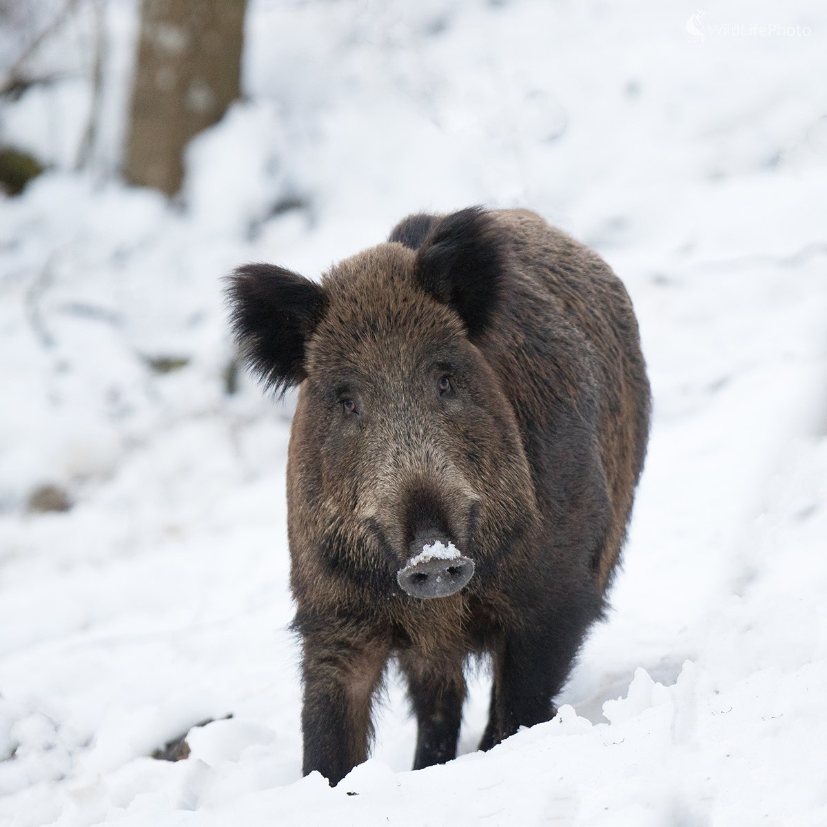 Diviačica (Erik Vondra)