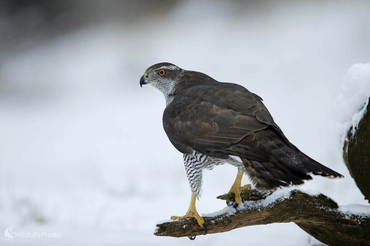 Silné zbrane predátora (František Hromada)