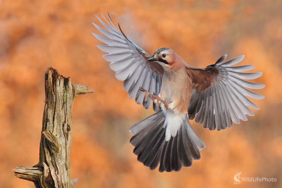 Pristávanie ... (Marián Jamrich)