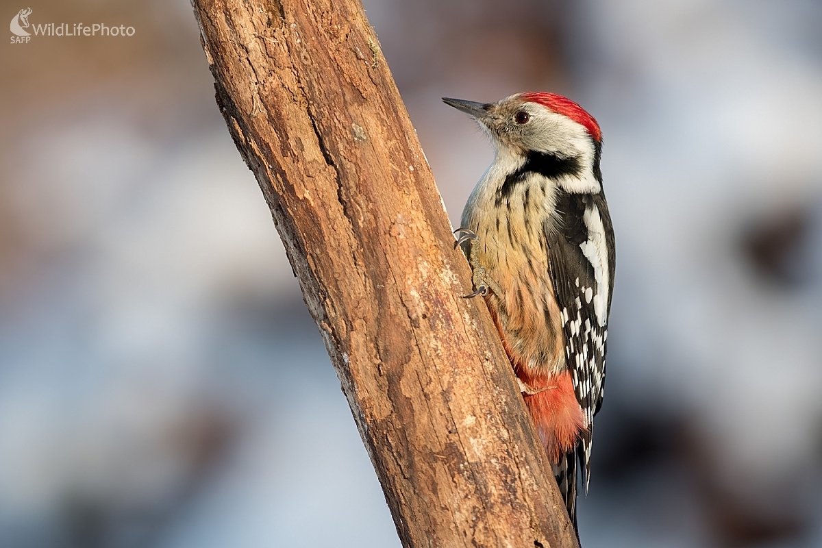 Ďatlík (Ľubomír Ondráško)
