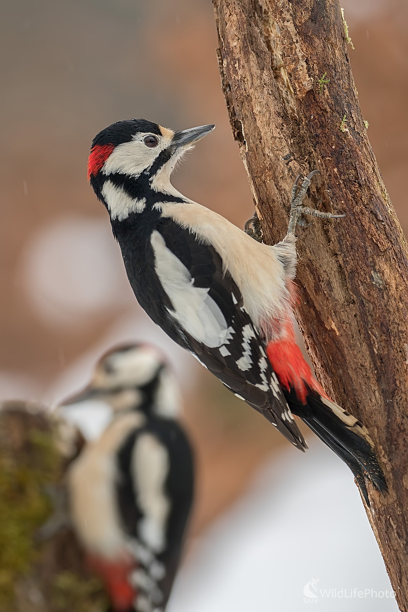 Bráchovia (Ľubomír Ondráško)