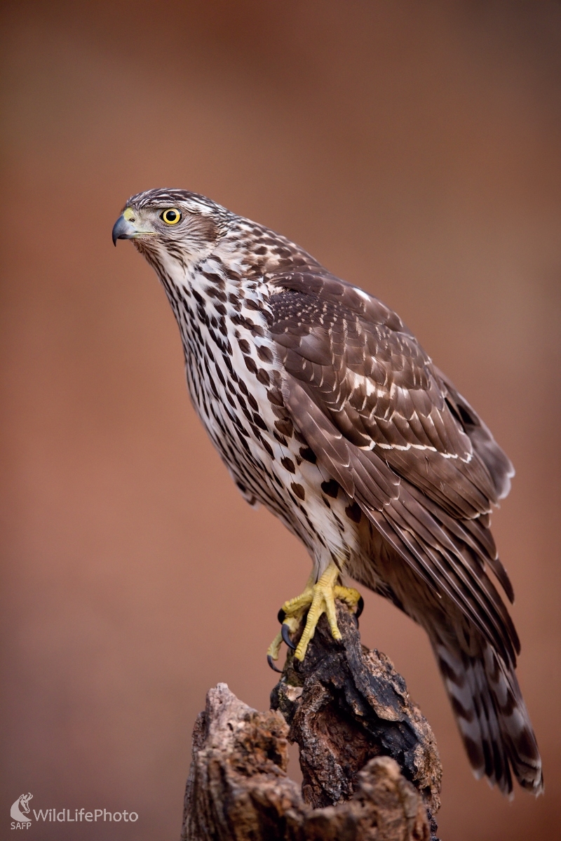 Dorastenec (František Hromada)