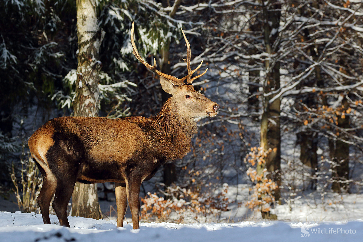 Jelienok (Peter Jurík)