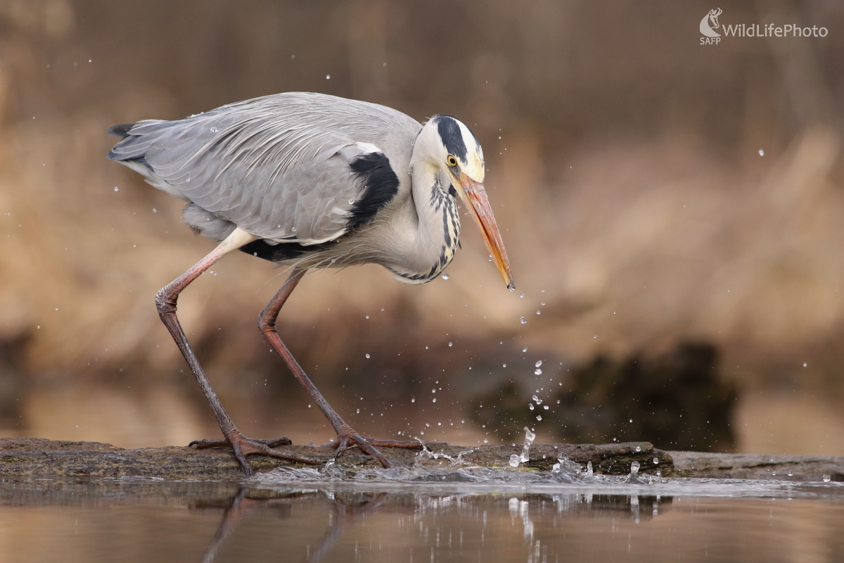 Neúspešný pokus (Jaroslav Šubjak)