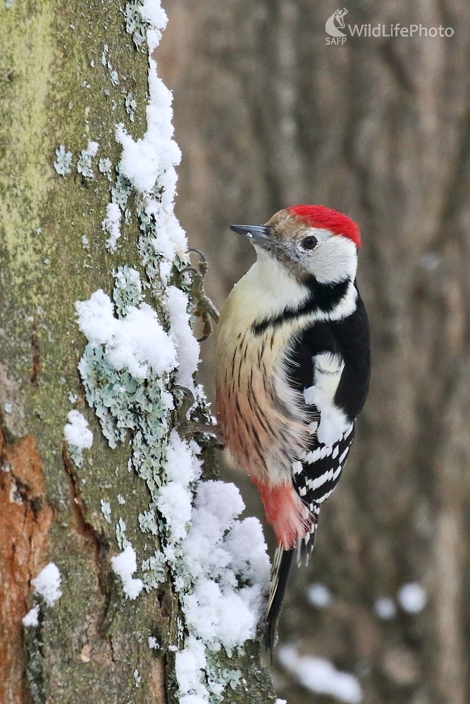Ďateľ prostredný (Vladimír Michalec)