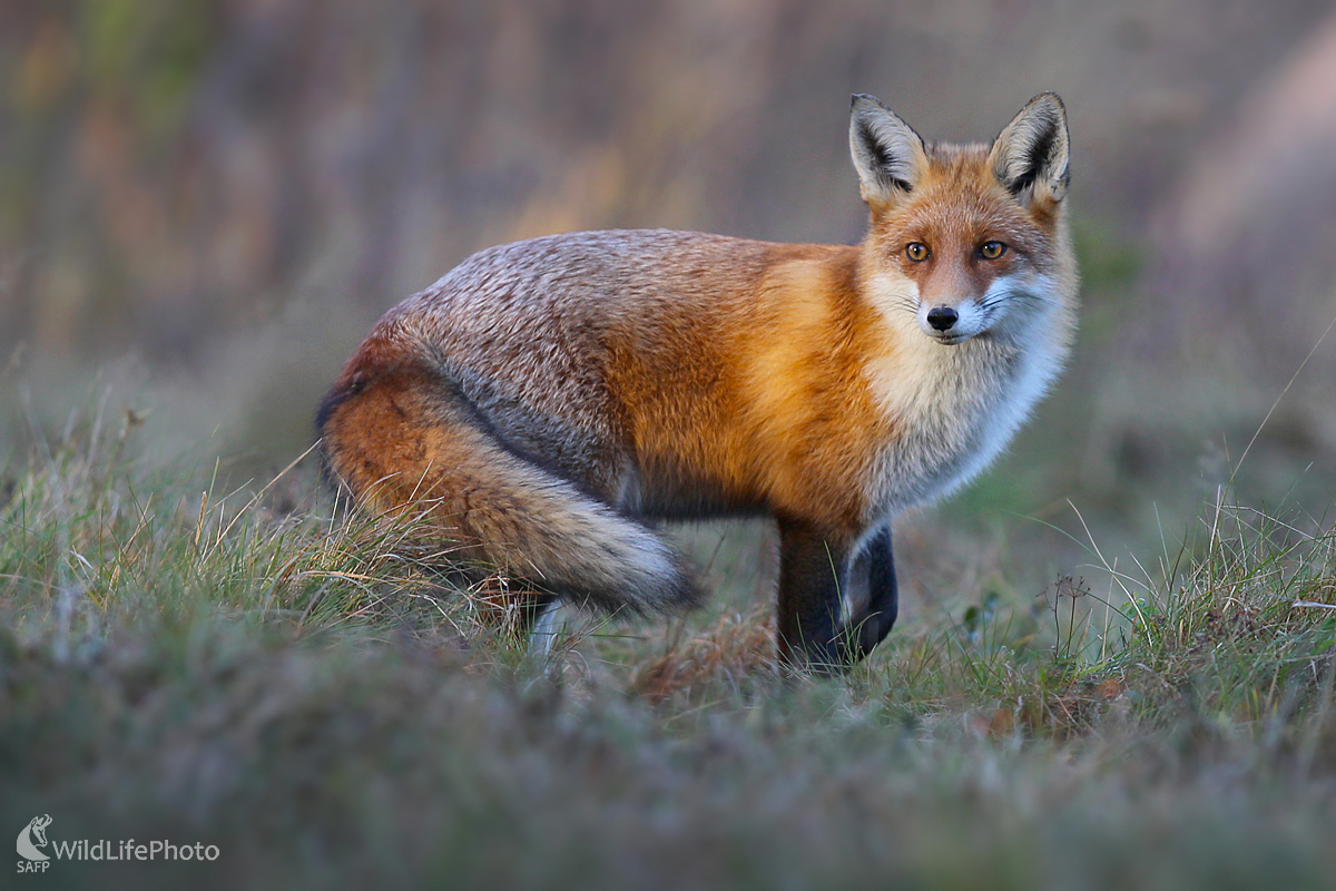 líška hrdzavá (Dominik Kalata)