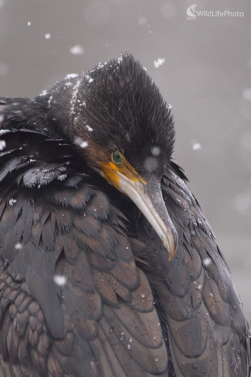 Černokňažník (Jaroslav Šubjak)