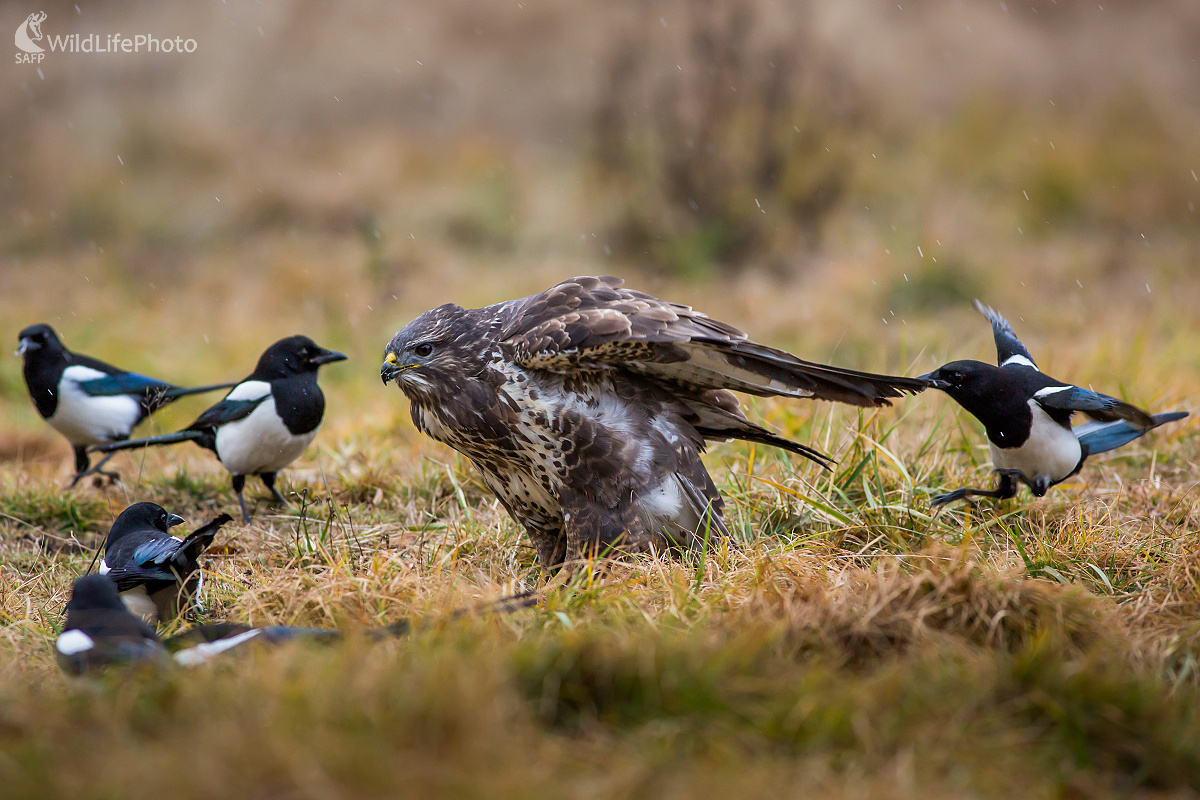 Už ma obkľúčili (Ladislav Dzivjak)