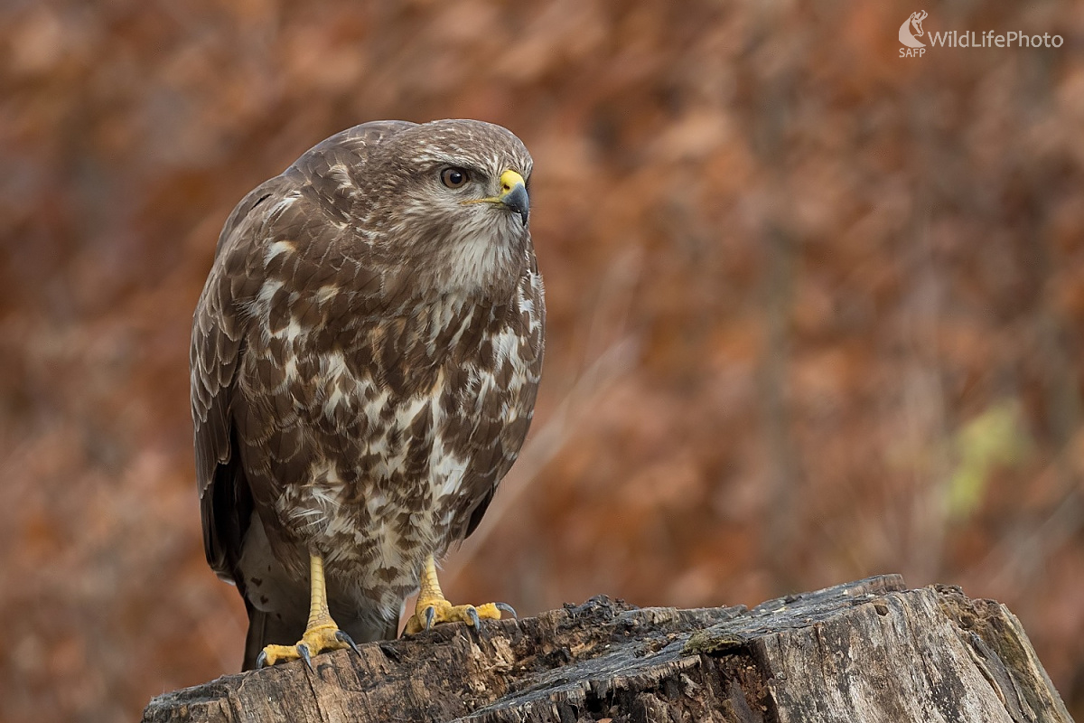 Myšiak (Ľubomír Ondráško)