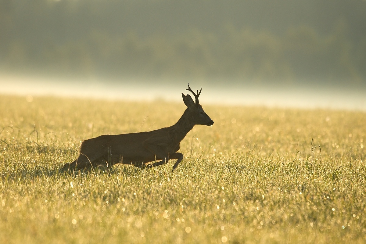 srnec lesný - v rannej rose (Dušan Majerník)