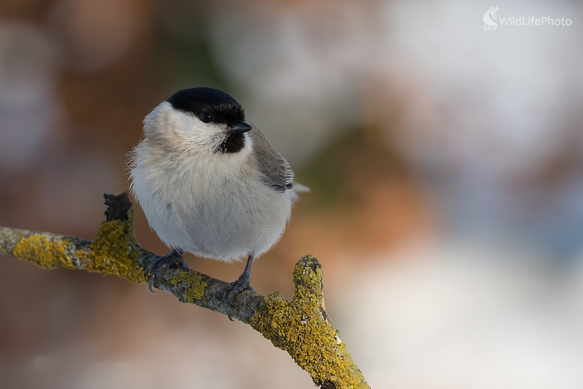 Zimná (Ľubomír Ondráško)