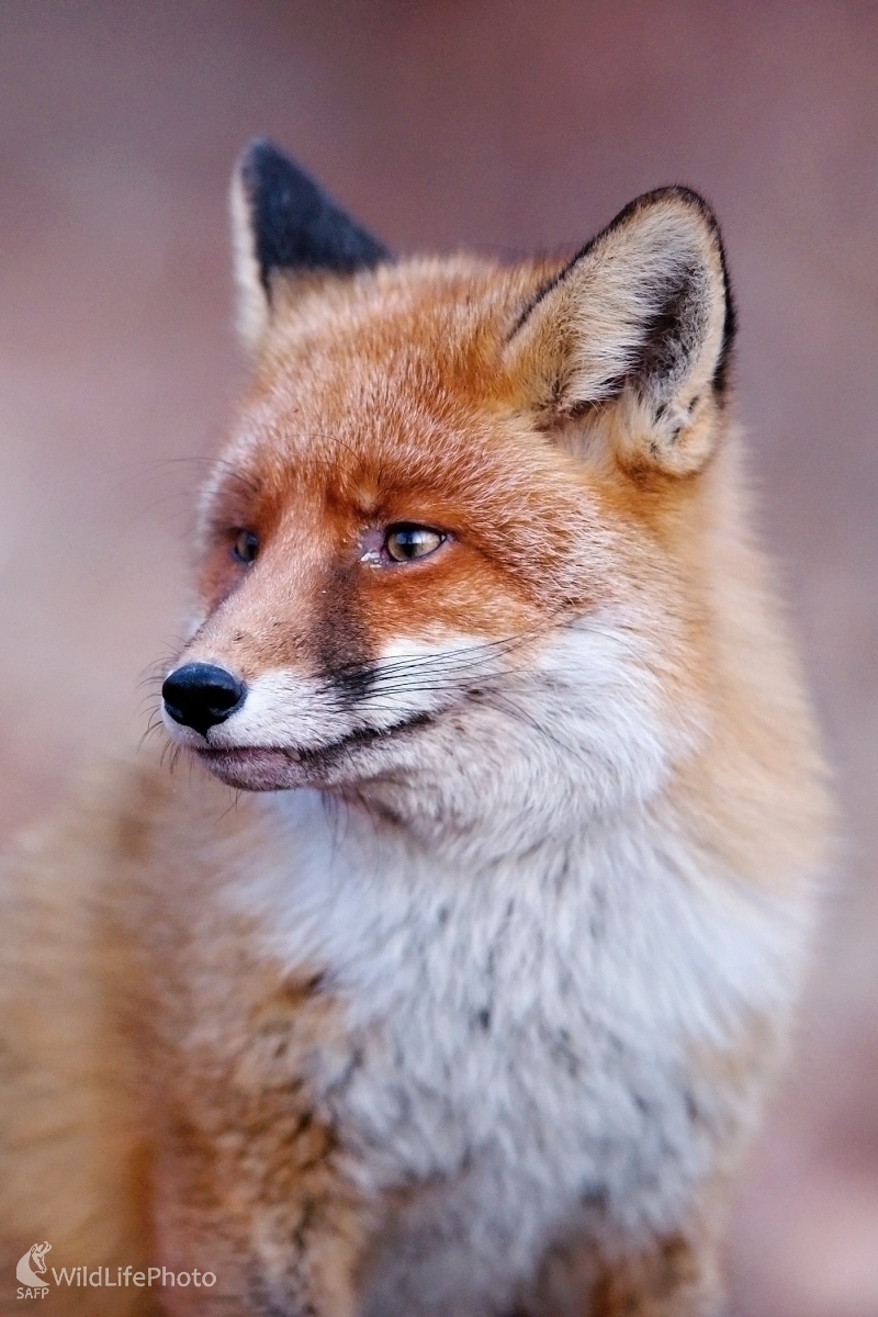 Portrét (František Hromada)