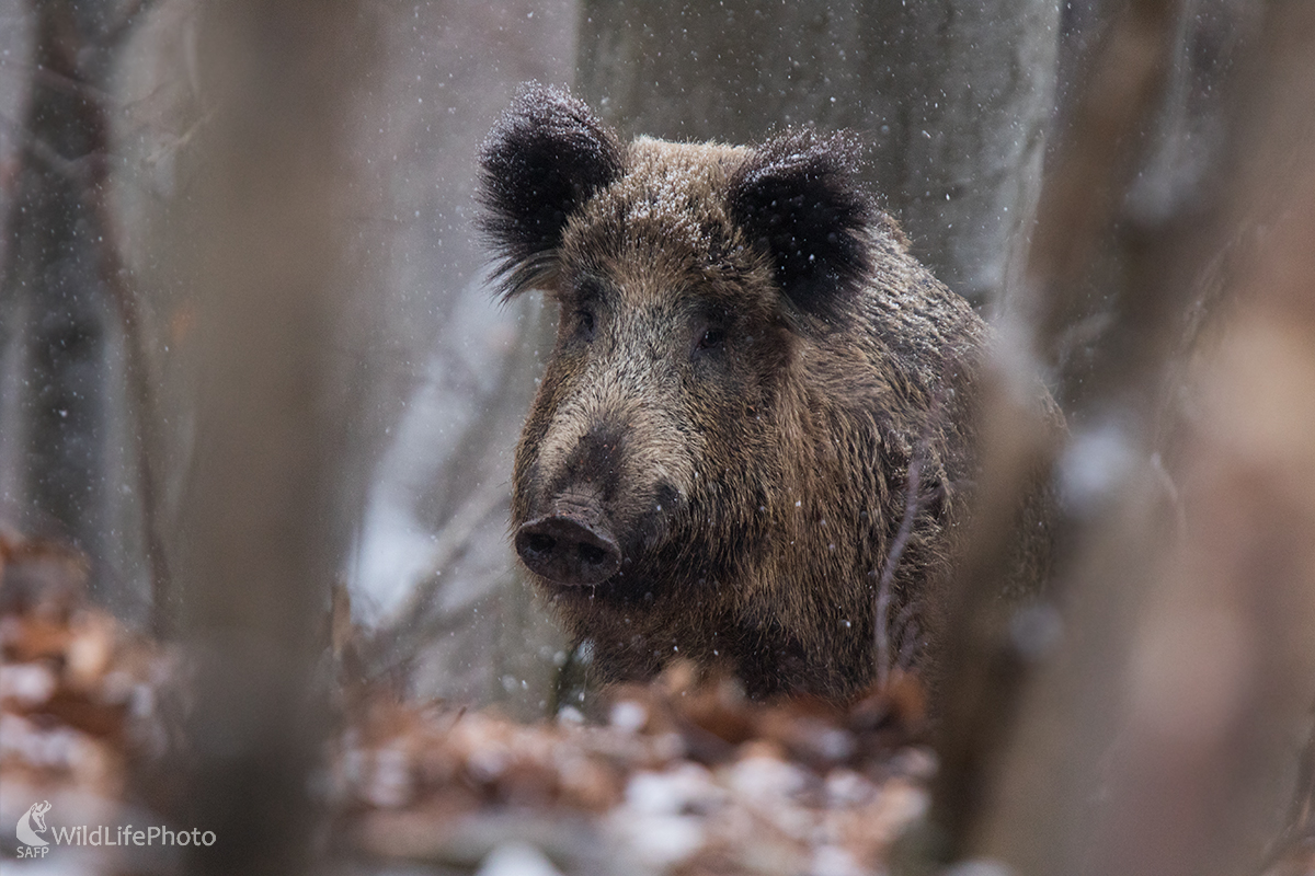V snehových vločkách (Erik Vondra)
