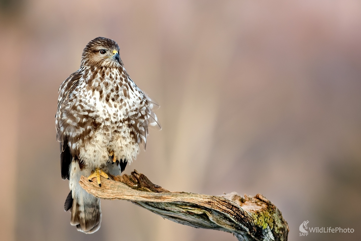 Podvečerná pohoda (Ľubomír Ondráško)