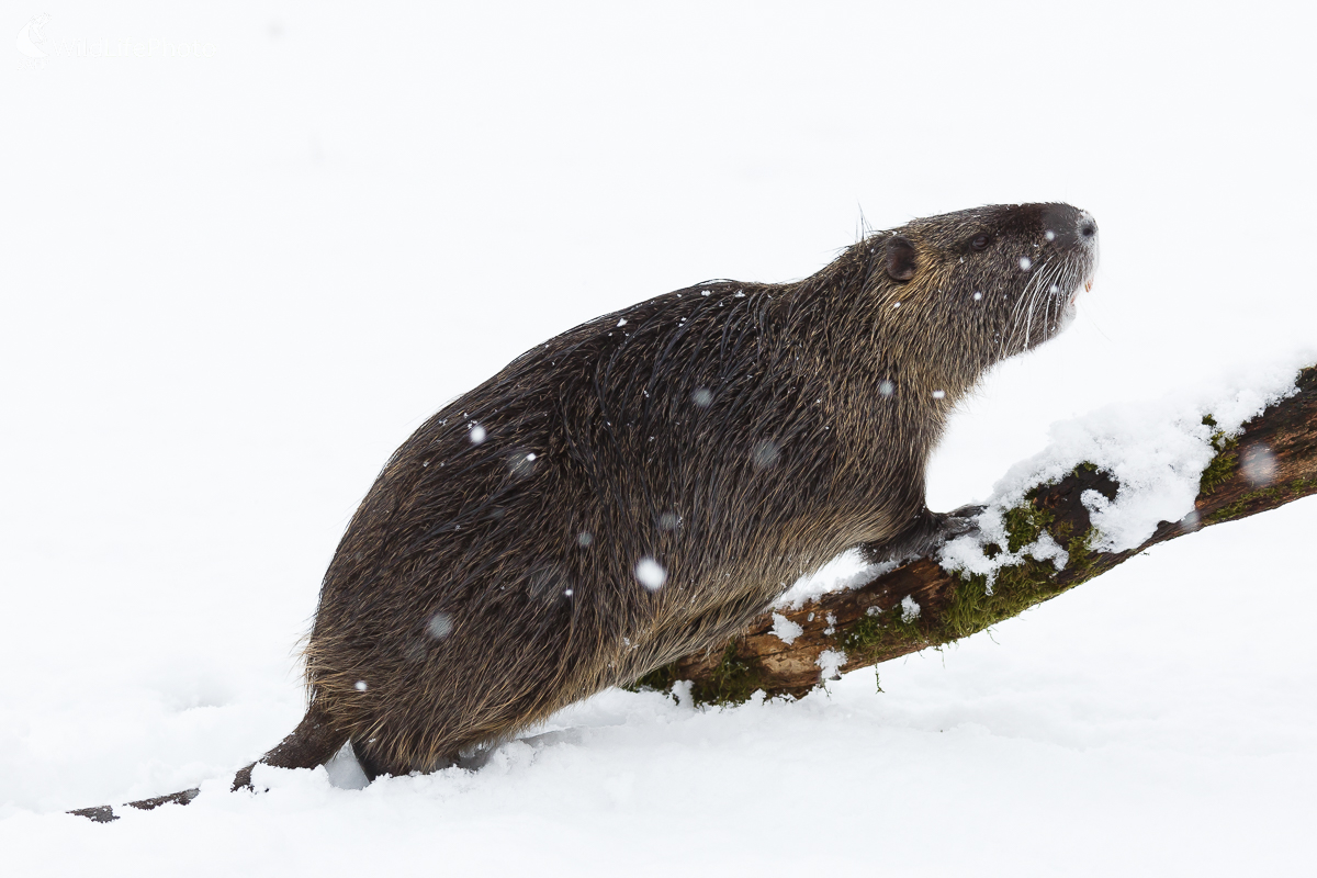 nutria riečna (Myocastor coypus) (Jaroslav Praženka)