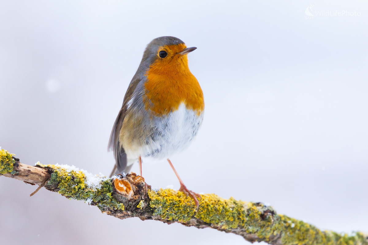 červienka obyčajná (Erithacus rubecula) (Jaroslav Praženka)