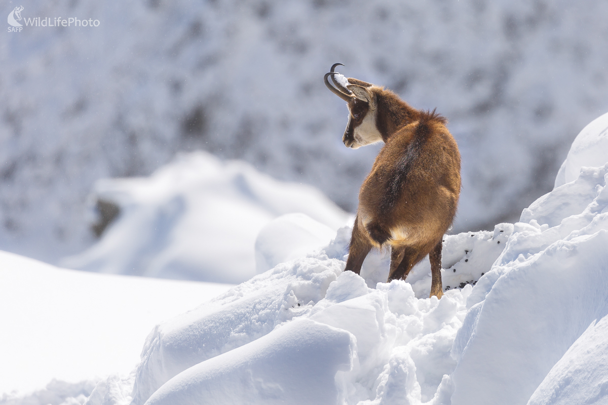 Kamzík vrchovský tatranský (Rupicapra rupicapra tatrica)  (Jaroslav Praženka)