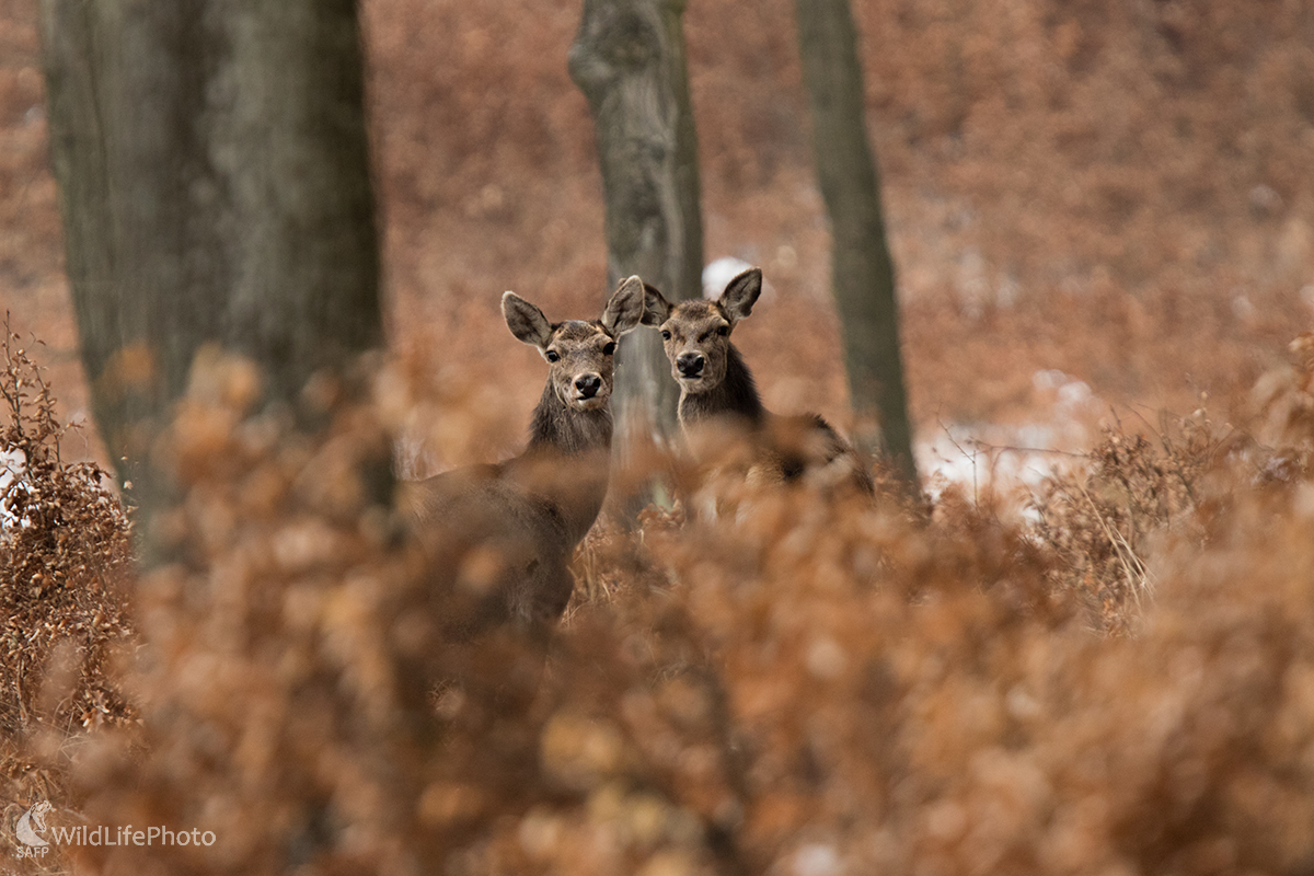 Jelenice (Erik Vondra)