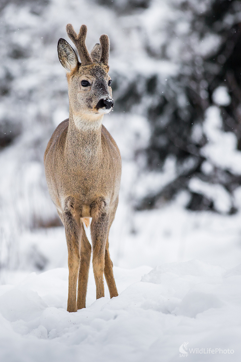 Srnček (Ladislav Dzivjak)