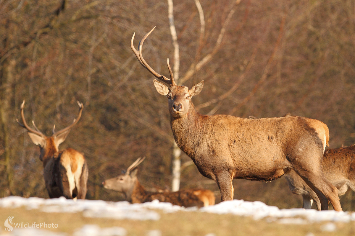 Jednorožec :) (Marián Jamrich)