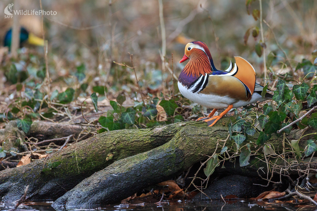 Kačica mandarínska (Aix galericulata)  (Jaroslav Praženka)