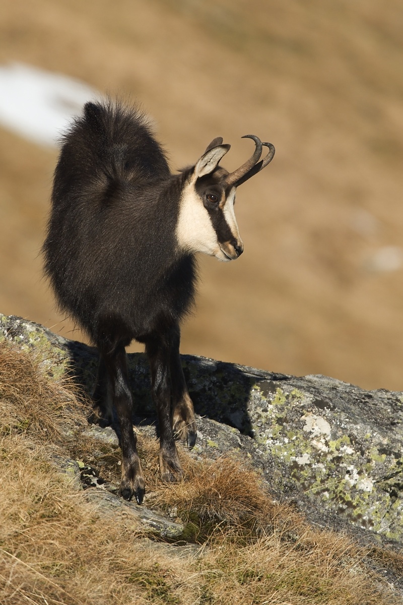 Kamzík vrchovský tatranský -  capko (Dušan Majerník)