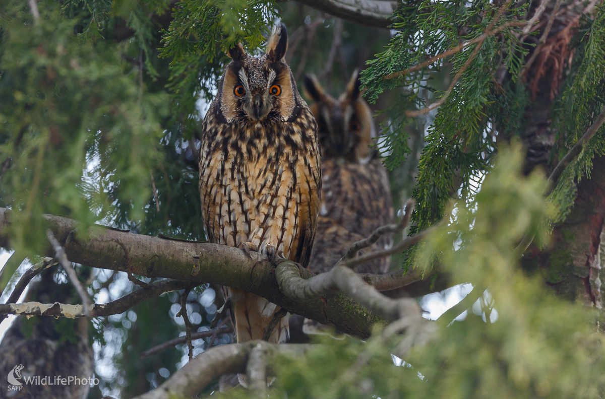 Myšiarka ušatá (Asio otus) (Jaroslav Praženka)