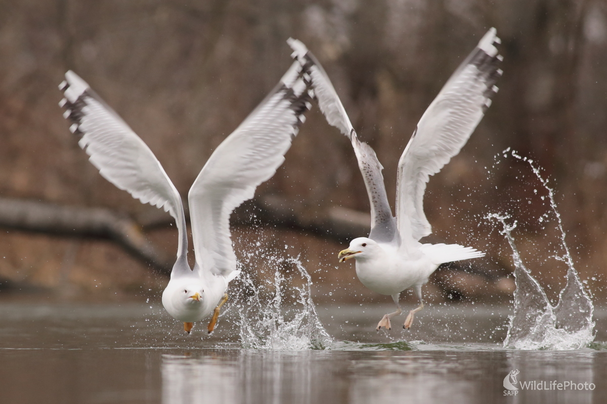 Čajky (Jaroslav Šubjak)