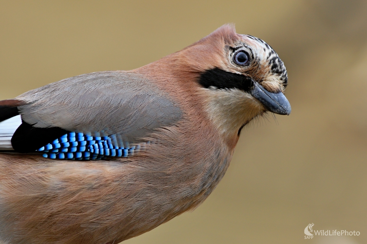 Zvedavá sojka (Maroš Detko)