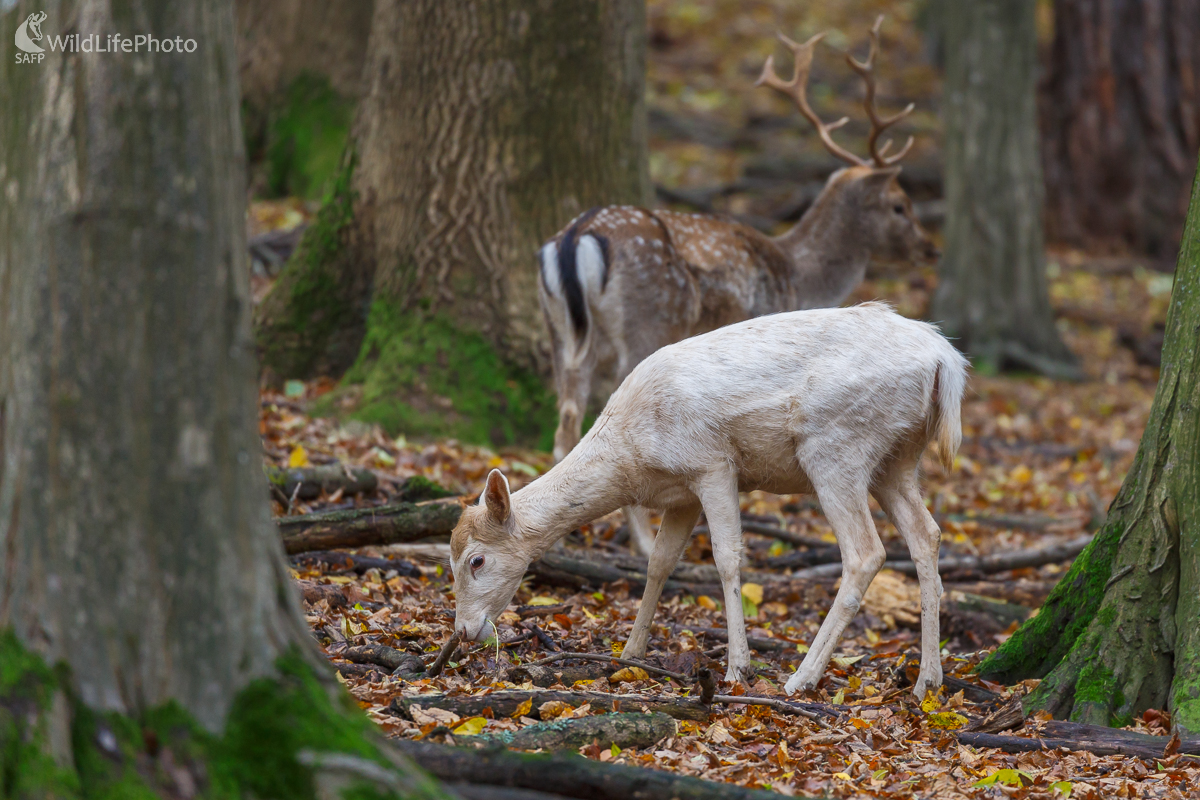 Daniel škvrnitý (Dama dama) (Jaroslav Praženka)
