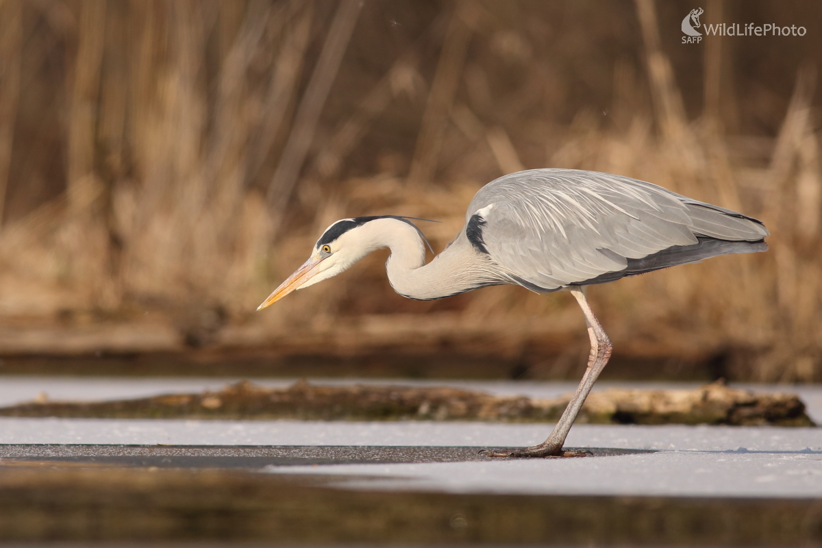 Na ľade... (Jaroslav Šubjak)