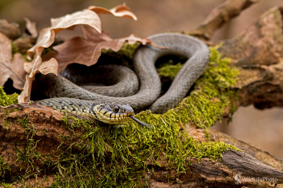 Pod perinou (Michal Lutonský)