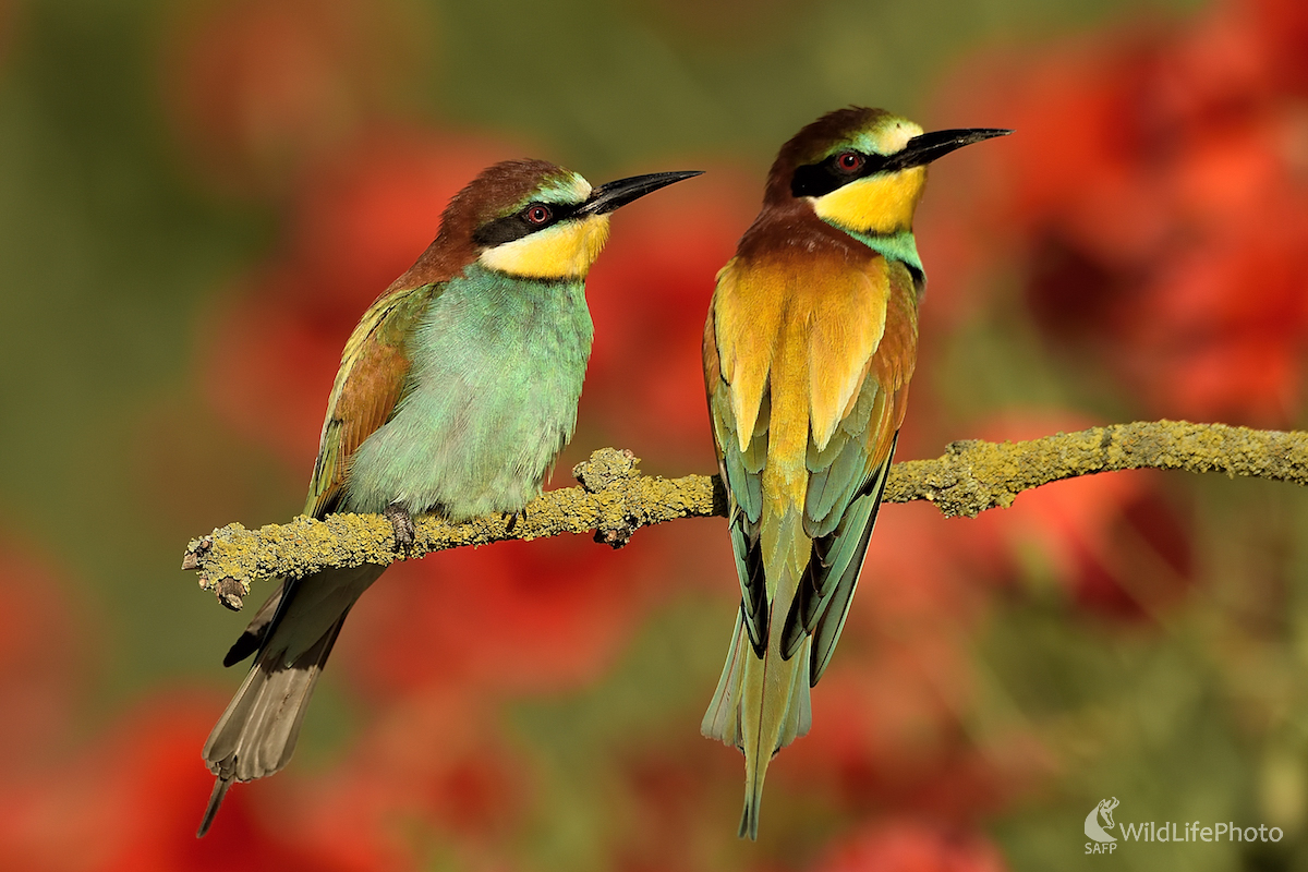 Vlčie maky (Vladimír Sabo)