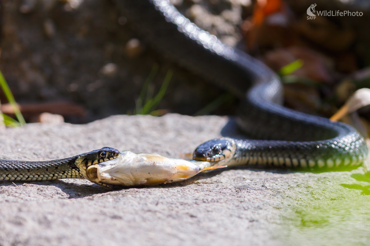 Užovka obojková (Natrix natrix) (Jaroslav Praženka)